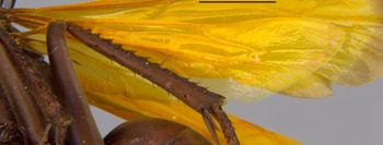 Media type: image;   Entomology 17035 Aspect: Wing hind